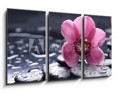 Obraz 3D tdln - 90 x 50 cm F_BS30028314 - still life with pebble and macro of orchid with water drops - zti s oblzky a makro orchidea s vodn kapky