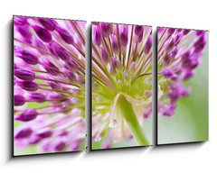 Obraz 3D tdln - 90 x 50 cm F_BS30429573 - allium