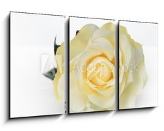 Obraz 3D tdln - 90 x 50 cm F_BS30527713 - Single White Rose