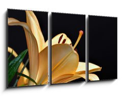 Obraz   pistils d iris, 90 x 50 cm