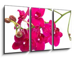 Obraz 3D tdln - 90 x 50 cm F_BS30847359 - orchidea su sfondo bianco