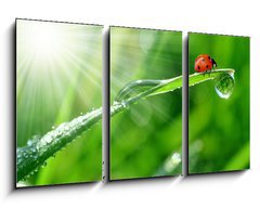 Obraz 3D tdln - 90 x 50 cm F_BS30860001 - fresh morning dew and ladybird