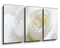 Obraz 3D tdln - 90 x 50 cm F_BS31158130 - Soft white rose