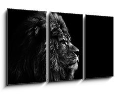 Obraz 3D tdln - 90 x 50 cm F_BS31175850 - Stunning facial portrait of male lion on black background in bla - Ohromujc obliej portrt lva na ernm pozad v bla