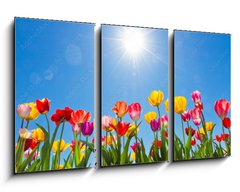 Obraz 3D tdln - 90 x 50 cm F_BS31333343 - Tulips in the sun