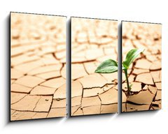 Obraz 3D tdln - 90 x 50 cm F_BS31371221 - Plant in dried cracked mud - Rostlina v suenm popraskanm bahn