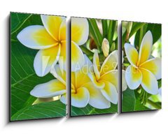 Obraz 3D tdln - 90 x 50 cm F_BS31591556 - frangipanier