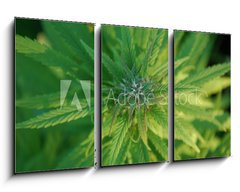 Obraz 3D tdln - 90 x 50 cm F_BS31679944 - close up of a marijuana plant bud