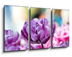 Obraz 3D tdln - 90 x 50 cm F_BS31786414 - Lila tulpe