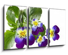 Obraz 3D tdln - 90 x 50 cm F_BS31960415 - Pansy