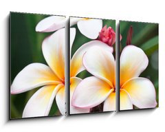 Obraz 3D tdln - 90 x 50 cm F_BS32139814 - fleurs de frangipanier