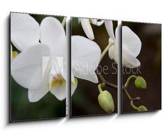 Obraz 3D tdln - 90 x 50 cm F_BS3245135 - phalaenopsis