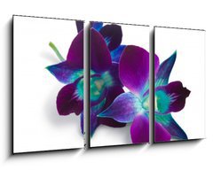 Obraz   orchid, 90 x 50 cm