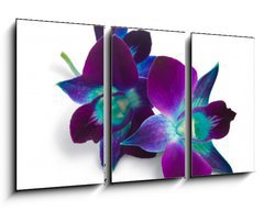 Obraz 3D tdln - 90 x 50 cm F_BS33133448 - orchid