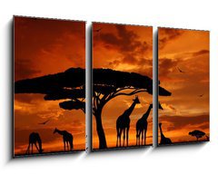 Obraz 3D tdln - 90 x 50 cm F_BS33526159 - herd of giraffes in the setting sun