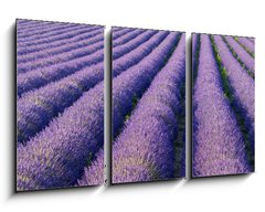 Obraz 3D tdln - 90 x 50 cm F_BS33554342 - Champs de lavande