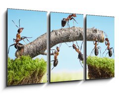 Obraz 3D tdln - 90 x 50 cm F_BS33747166 - teamwork, team of ants costructing bridge
