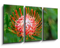 Obraz 3D tdln - 90 x 50 cm F_BS33831777 - PIncushion protea pink and orange