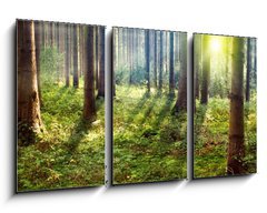 Obraz 3D tdln - 90 x 50 cm F_BS33862548 - Forest Sunset - Lesn slunce