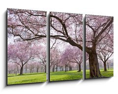 Obraz 3D tdln - 90 x 50 cm F_BS34040343 - Sakura