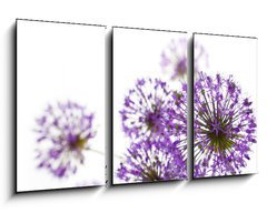 Obraz 3D tdln - 90 x 50 cm F_BS34117562 - Beautiful Allium / abstract  on white