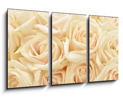 Obraz 3D tdln - 90 x 50 cm F_BS34255853 - Beautiful white rose background - Krsn pozad bl re