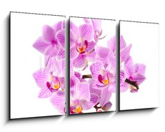 Obraz   red orchid, 90 x 50 cm