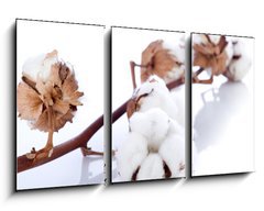 Obraz 3D tdln - 90 x 50 cm F_BS34523742 - cotton flower over branch