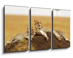 Obraz 3D tdln - 90 x 50 cm F_BS34598898 - Cheetahs on the Masai Mara in Southwestern Kenya - Gepardy na Masai Mara v jihozpadn Keni