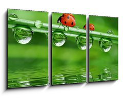 Obraz 3D tdln - 90 x 50 cm F_BS34659602 - fresh morning dew and ladybird