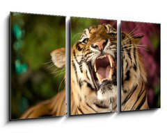 Obraz 3D tdln - 90 x 50 cm F_BS35010447 - The tiger growls