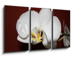 Obraz 3D tdln - 90 x 50 cm F_BS3521109 - orchidee