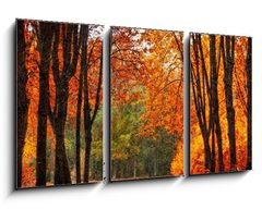 Obraz 3D tdln - 90 x 50 cm F_BS35345488 - Autumn park in oil painting style