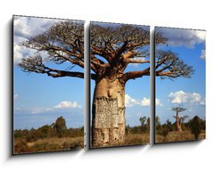 Obraz 3D tdln - 90 x 50 cm F_BS35346774 - big baobab tree of Madagascar