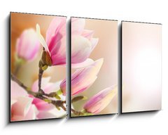 Obraz 3D tdln - 90 x 50 cm F_BS35514806 - magnolia - magnlie