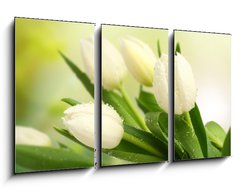 Obraz 3D tdln - 90 x 50 cm F_BS35516488 - tulip - tulipn