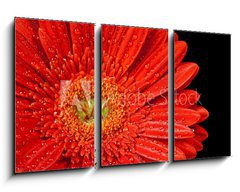 Obraz   red gerbera daisy, 90 x 50 cm