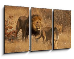 Obraz 3D tdln - 90 x 50 cm F_BS35669243 - Coppia di Leoni