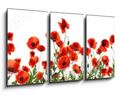 Obraz 3D tdln - 90 x 50 cm F_BS357867320 - Beautiful red poppy flowers on white background. Banner design
