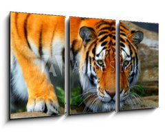 Obraz 3D tdln - 90 x 50 cm F_BS35795097 - tiger