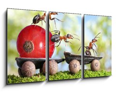 Obraz   ants deliver red currant with trailer of sunflower seeds, 90 x 50 cm