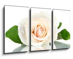 Obraz   Cream rose with leaves isolated on white, 90 x 50 cm