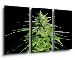 Obraz 3D tdln - 90 x 50 cm F_BS36911963 - Potent Medical Marijuana Plant