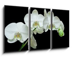 Obraz 3D tdln - 90 x 50 cm F_BS36934594 - White orchid on black background