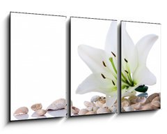 Obraz 3D tdln - 90 x 50 cm F_BS3753858 - spa flower  towel sea shell on white - lze kvt runk mosk skopky na blm