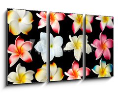 Obraz 3D tdln - 90 x 50 cm F_BS37691751 - fleurs frangipanier fond noir