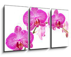 Obraz 3D tdln - 90 x 50 cm F_BS37898338 - Tralcio di orchidea