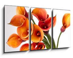 Obraz   Orange Calla lilies(Zantedeschia) over white, 90 x 50 cm