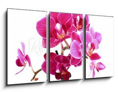 Obraz 3D tdln - 90 x 50 cm F_BS37945049 - Mini Orchide sur fond blanc