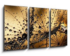 Obraz 3D tdln - 90 x 50 cm F_BS3821285 - wet dandelion seed